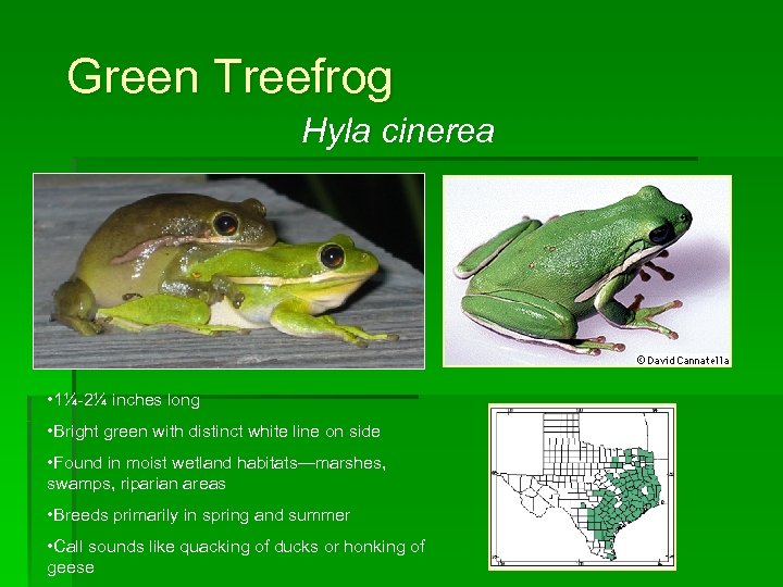 Green Treefrog Hyla cinerea • 1¼-2¼ inches long • Bright green with distinct white