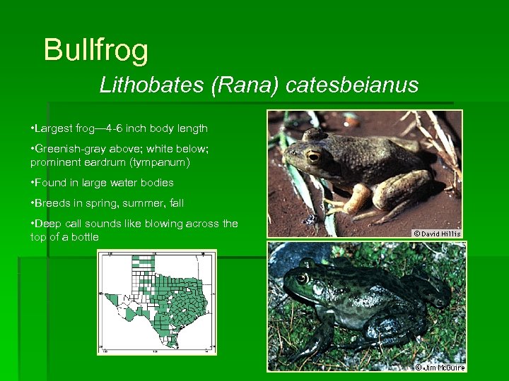 Bullfrog Lithobates (Rana) catesbeianus • Largest frog— 4 -6 inch body length • Greenish-gray