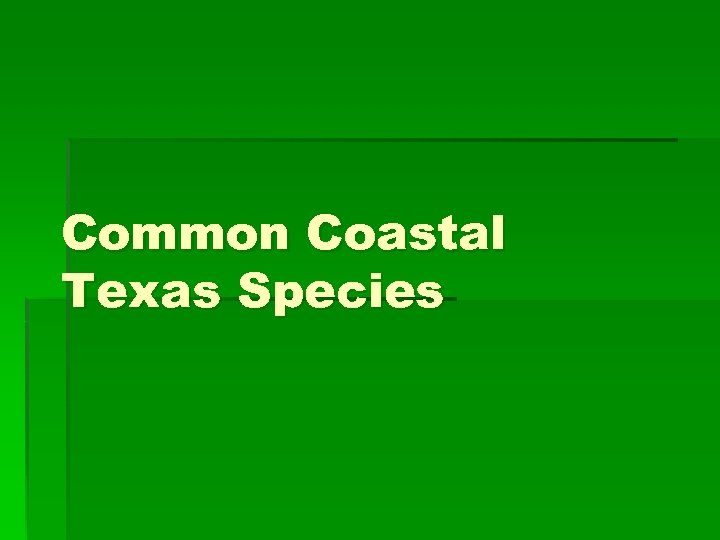 Common Coastal Texas Species 