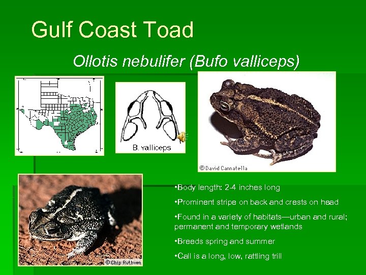 Gulf Coast Toad Ollotis nebulifer (Bufo valliceps) • Body length: 2 -4 inches long