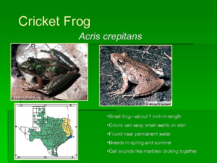 Cricket Frog Acris crepitans • Small frog—about 1 inch in length • Colors can