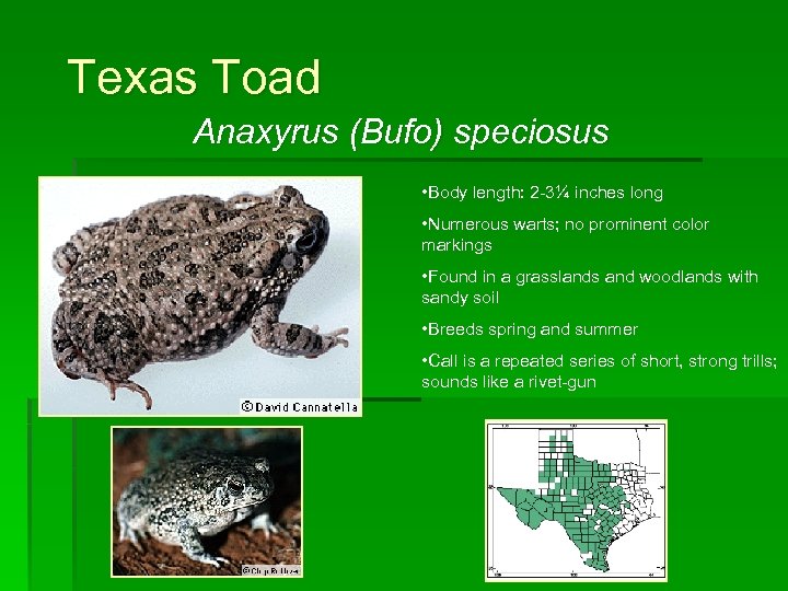 Texas Toad Anaxyrus (Bufo) speciosus • Body length: 2 -3¼ inches long • Numerous