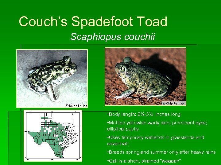 Couch’s Spadefoot Toad Scaphiopus couchii • Body length: 2¼-3½ inches long • Mottled yellowish