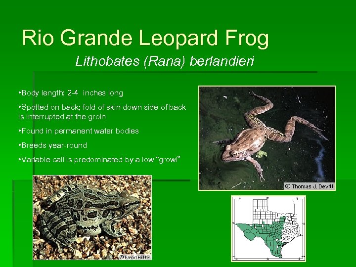 Rio Grande Leopard Frog Lithobates (Rana) berlandieri • Body length: 2 -4 inches long