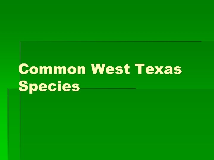 Common West Texas Species 