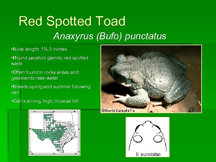 Red Spotted Toad Anaxyrus (Bufo) punctatus • Body length: 1½-3 inches • Round paratoid