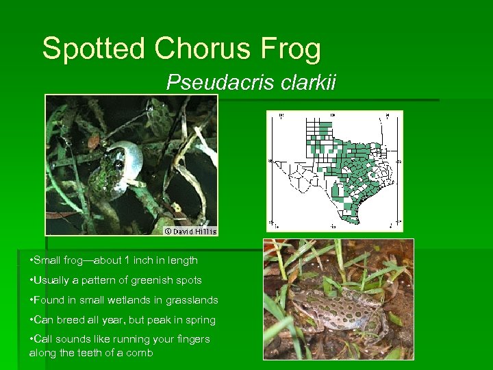 Spotted Chorus Frog Pseudacris clarkii • Small frog—about 1 inch in length • Usually