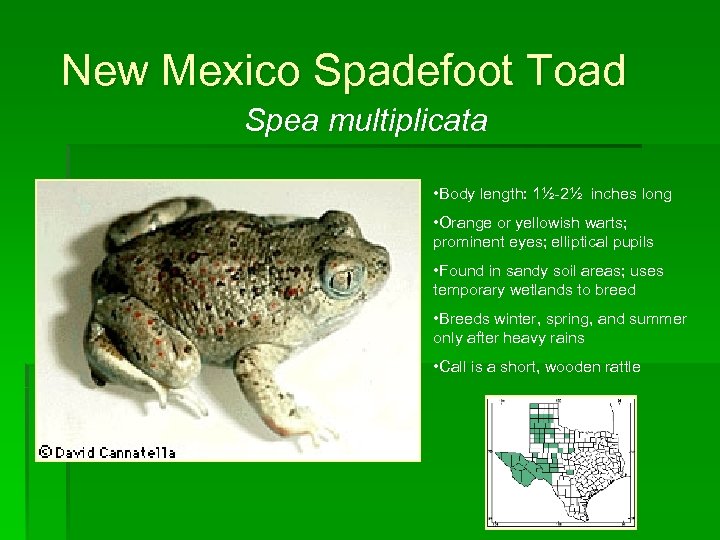 New Mexico Spadefoot Toad Spea multiplicata • Body length: 1½-2½ inches long • Orange