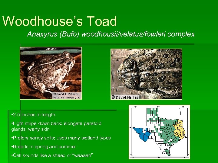 Woodhouse’s Toad Anaxyrus (Bufo) woodhousii/velatus/fowleri complex • 2 -5 inches in length • Light