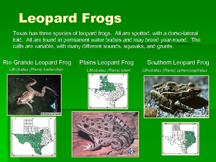 Leopard Frogs Texas has three species of leopard frogs. All are spotted, with a