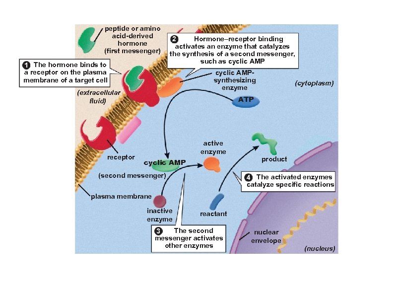 peptide or amino acid-derived hormone (first messenger) 1 The hormone binds to a receptor