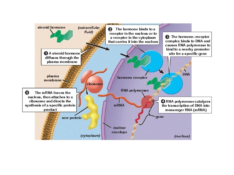 steroid hormone (extracellular fluid) 2 The hormone binds to a receptor in the nucleus