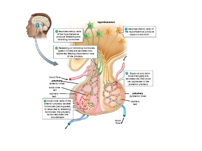 hypothalamus 1 Neurosecretory cells of the hypothalamus produce oxytocin and ADH 1 Neurosecretory cells