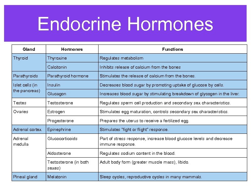 Endocrine Hormones Gland Thyroid Hormones Functions Thyroxine Regulates metabolism Calcitonin Inhibits release of calcium