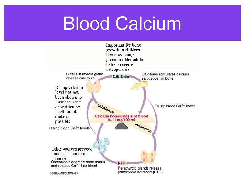 Blood Calcium 