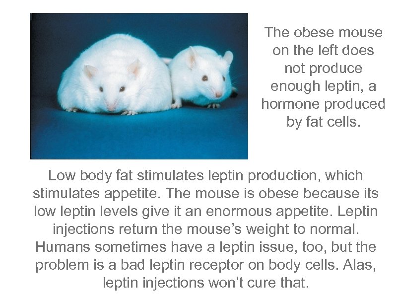 The obese mouse on the left does not produce enough leptin, a hormone produced