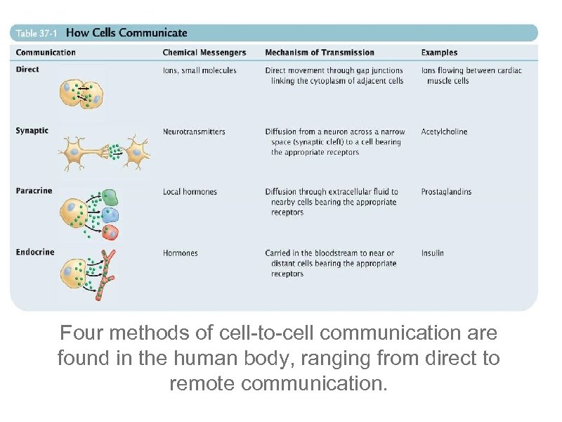 Four methods of cell-to-cell communication are found in the human body, ranging from direct