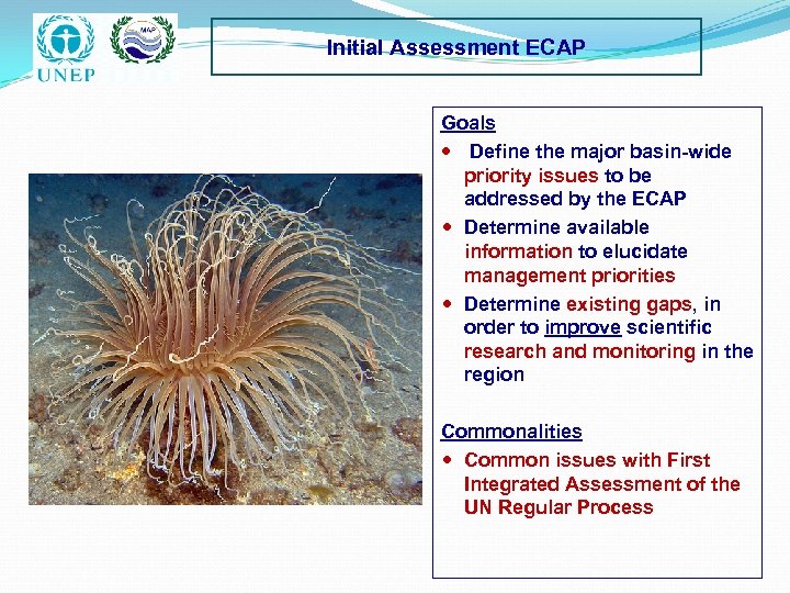 Initial Assessment ECAP Goals Define the major basin-wide priority issues to be addressed by