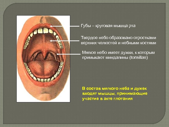 Губы – круговая мышца рта Твердое небо образовано отростками верхних челюстей и небными костями