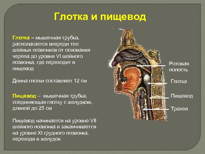 Глотка и пищевод Глотка – мышечная трубка, располагается впереди тел шейных позвонков от основания