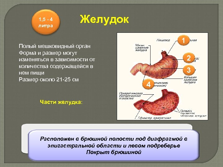 1, 5 - 4 литра Желудок Полый мешковидный орган Форма и размер могут изменяться