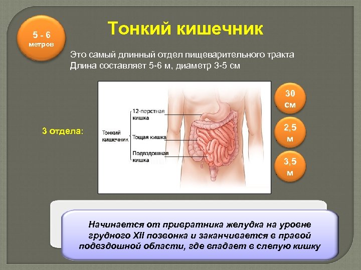 Тонкий кишечник 5 - 6 метров Это самый длинный отдел пищеварительного тракта Длина составляет