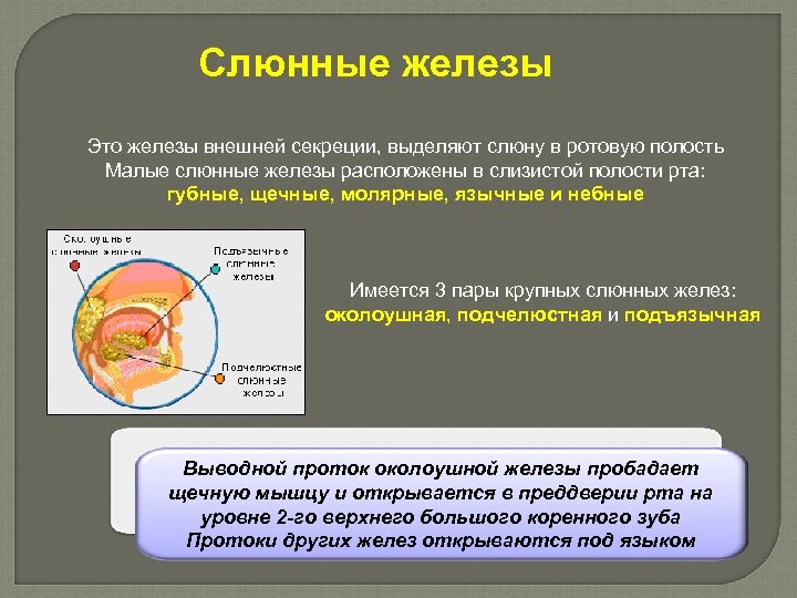 Слюнные железы Это железы внешней секреции, выделяют слюну в ротовую полость Малые слюнные железы