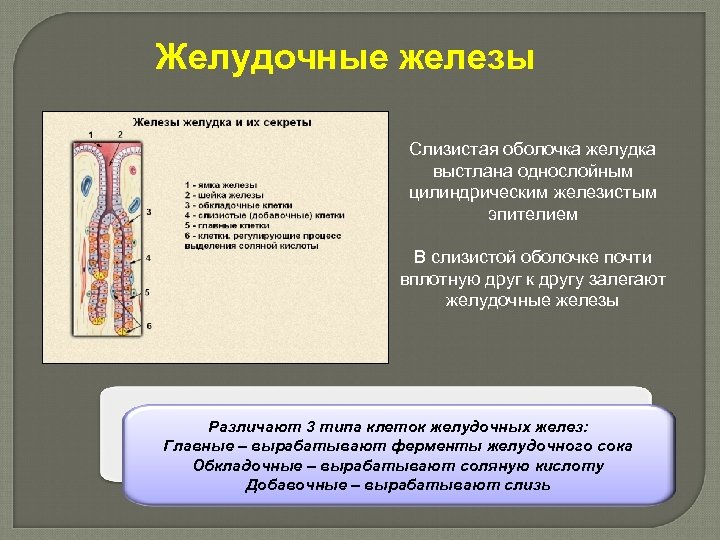 Желудочные железы Слизистая оболочка желудка выстлана однослойным цилиндрическим железистым эпителием В слизистой оболочке почти