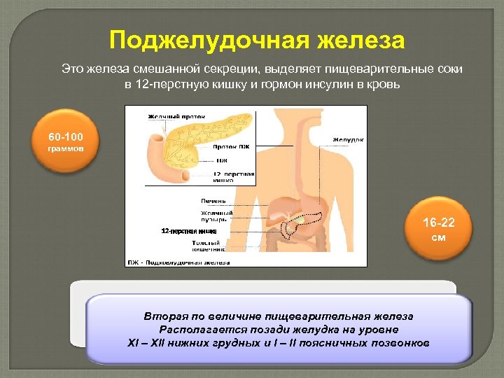 Поджелудочная железа Это железа смешанной секреции, выделяет пищеварительные соки в 12 -перстную кишку и