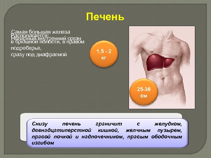 Печень Самая большая железа Располагается: Непарный внутренний орган в брюшной полости, в правом подреберье,