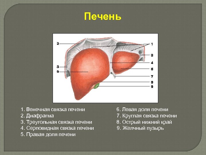 Печень 1. Венечная связка печени 6. Левая доля печени 2. Диафрагма 7. Круглая связка