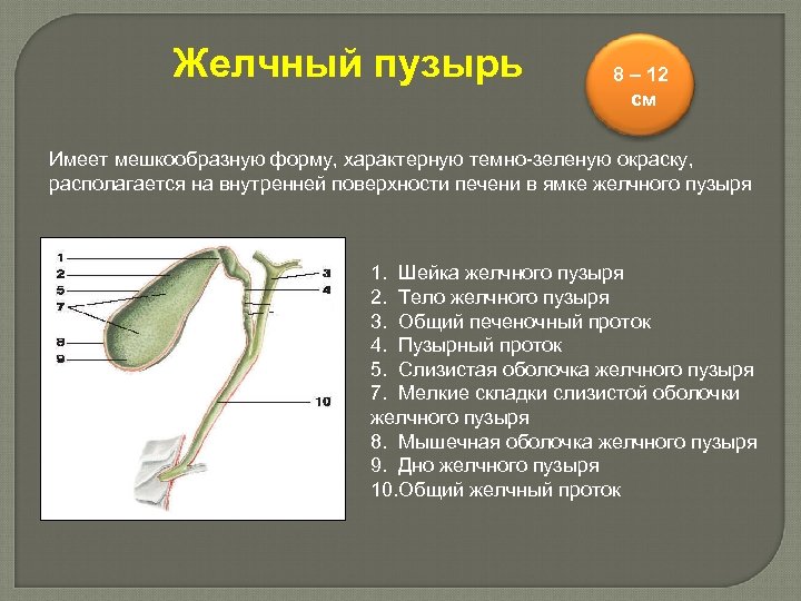 Желчный пузырь 8 – 12 см Имеет мешкообразную форму, характерную темно-зеленую окраску, располагается на