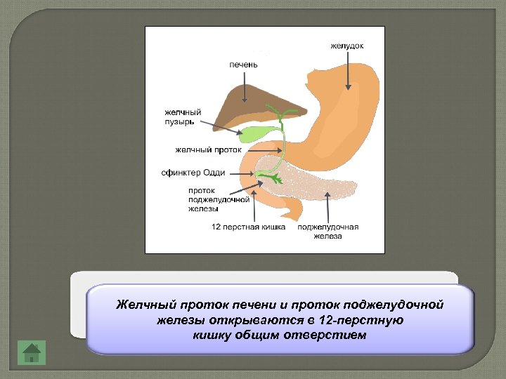 Желчный проток печени и проток поджелудочной железы открываются в 12 -перстную кишку общим отверстием