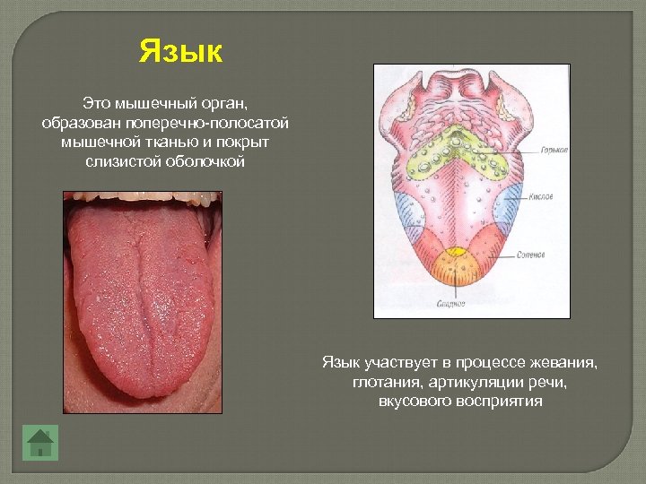 Язык Это мышечный орган, образован поперечно-полосатой мышечной тканью и покрыт слизистой оболочкой Язык участвует