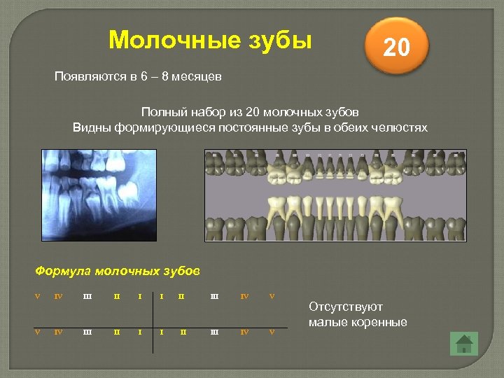 Молочные зубы 20 Появляются в 6 – 8 месяцев Полный набор из 20 молочных