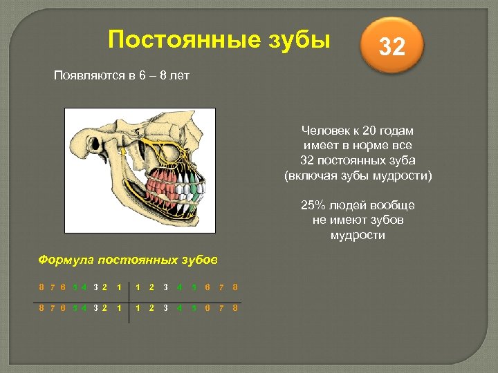 Постоянные зубы 32 Появляются в 6 – 8 лет Человек к 20 годам имеет