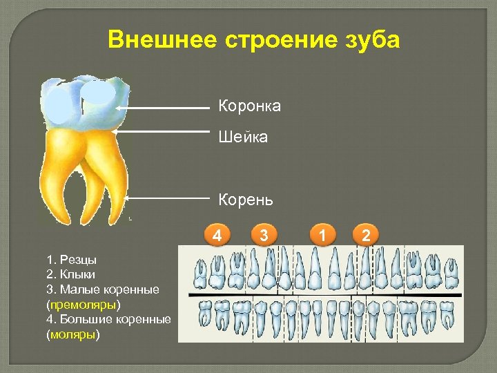 Внешнее строение зуба Коронка Шейка Корень 4 1. Резцы 2. Клыки 3. Малые коренные