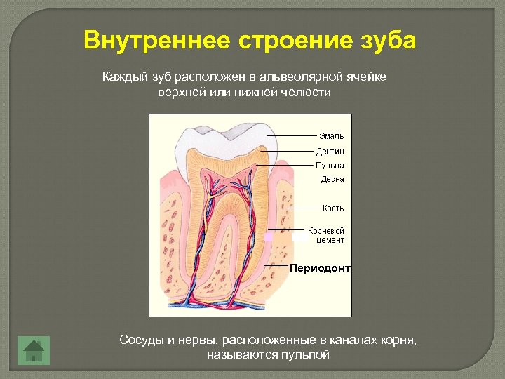 Внутреннее строение зуба Каждый зуб расположен в альвеолярной ячейке верхней или нижней челюсти Периодонт