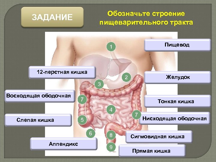 Обозначьте строение пищеварительного тракта ЗАДАНИЕ Пищевод 1 12 -перстная кишка Желудок 2 3 Восходящая