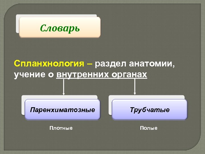 Словарь Спланхнология – раздел анатомии, учение о внутренних органах Паренхиматозные Плотные Трубчатые Полые 