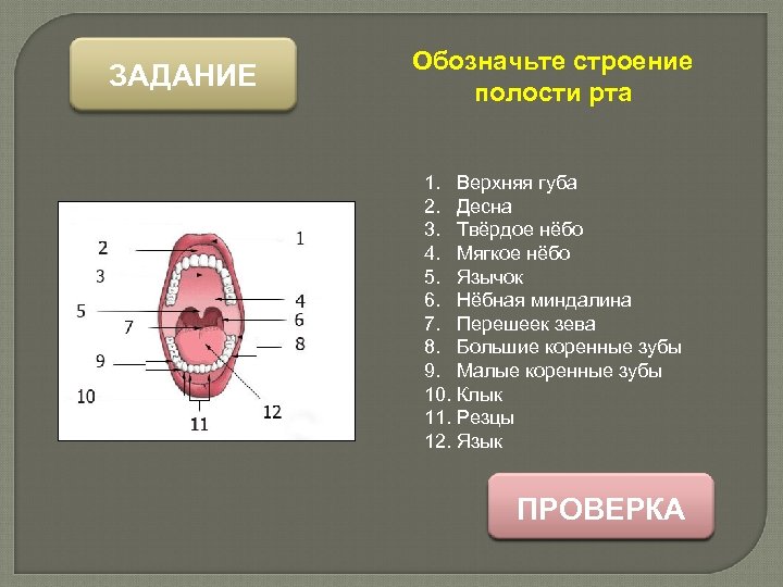 ЗАДАНИЕ Обозначьте строение полости рта 1. Верхняя губа 2. Десна 3. Твёрдое нёбо 4.