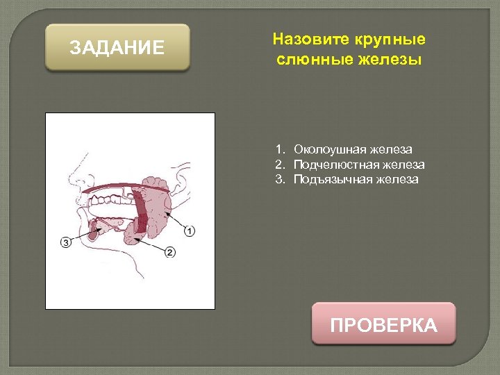 ЗАДАНИЕ Назовите крупные слюнные железы 1. Околоушная железа 2. Подчелюстная железа 3. Подъязычная железа