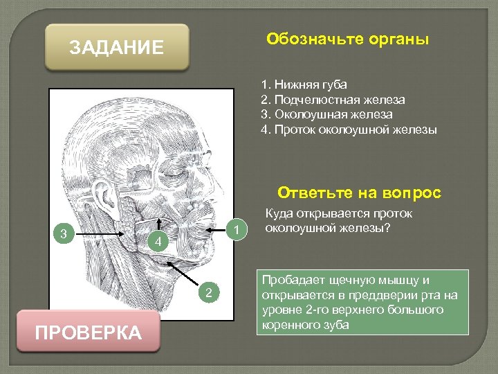 Обозначьте органы ЗАДАНИЕ 1. Нижняя губа 2. Подчелюстная железа 3. Околоушная железа 4. Проток