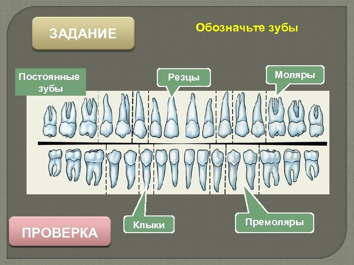 Обозначьте зубы ЗАДАНИЕ Постоянные зубы ПРОВЕРКА Резцы Клыки Моляры Премоляры 