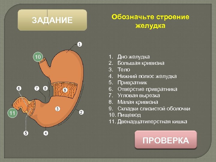 ЗАДАНИЕ 10 11 Обозначьте строение желудка 1. Дно желудка 2. Большая кривизна 3. Тело