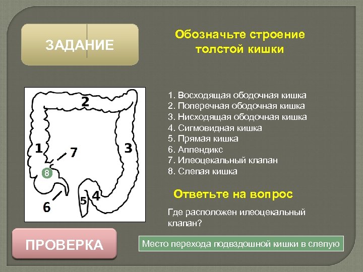 ЗАДАНИЕ 8 Обозначьте строение толстой кишки 1. Восходящая ободочная кишка 2. Поперечная ободочная кишка