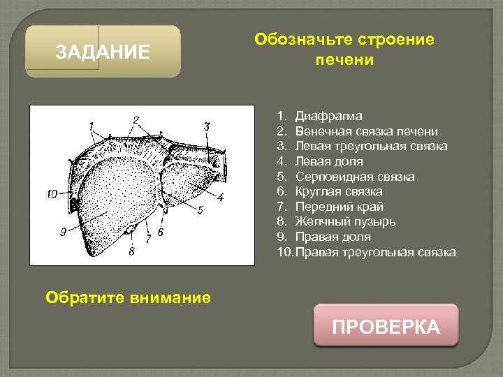 ЗАДАНИЕ Обозначьте строение печени 1. Диафрагма 2. Венечная связка печени 3. Левая треугольная связка