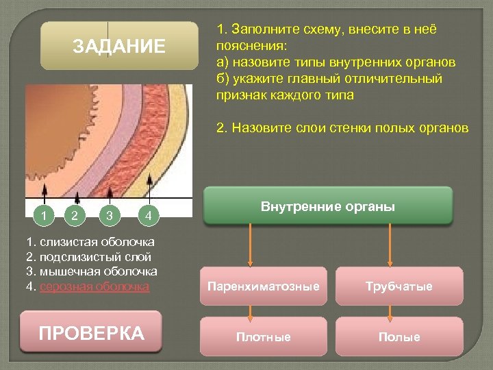 ЗАДАНИЕ 1. Заполните схему, внесите в неё пояснения: а) назовите типы внутренних органов б)