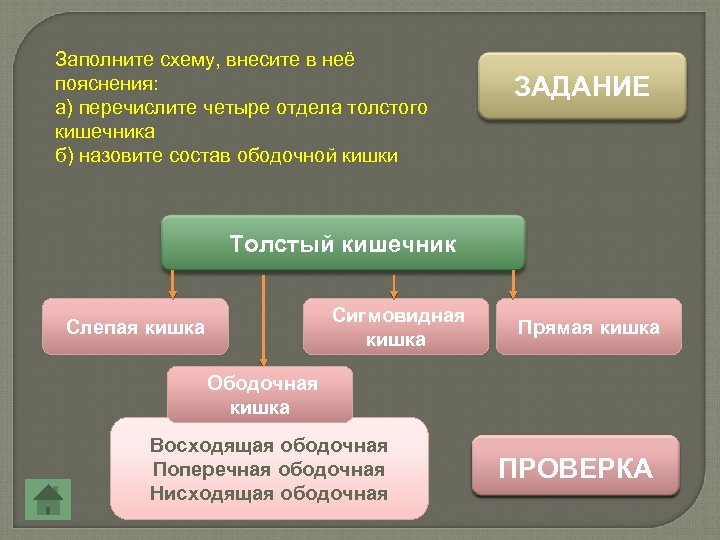 Заполните схему, внесите в неё пояснения: а) перечислите четыре отдела толстого кишечника б) назовите