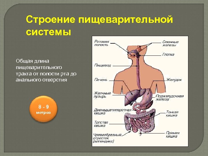 Строение пищеварительной системы Общая длина пищеварительного тракта от полости рта до анального отверстия 8